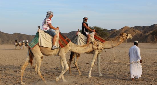 Quady Safari